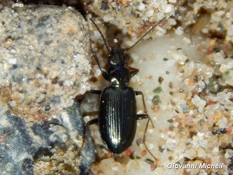 Ocydromus , Limodromus...?  Ocydromus sp.